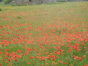 Sant'Eufemia - via Comunale alle spalle del vecchio campo sportivo comunale - Campo di papaveri 