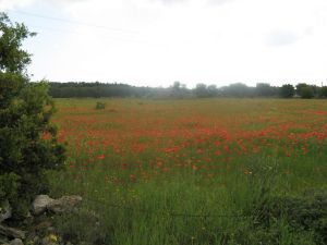 Sant'Eufemia - via Comunale alle spalle del vecchio campo sportivo comunale - Campo di papaveri 