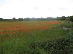 Sant'Eufemia - via Comunale alle spalle del vecchio campo sportivo comunale - Campo di papaveri 