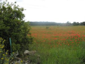 Sant'Eufemia - via Comunale alle spalle del vecchio campo sportivo comunale - Campo di papaveri 