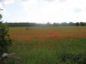 Sant'Eufemia - via Comunale alle spalle del vecchio campo sportivo comunale - Campo di papaveri 