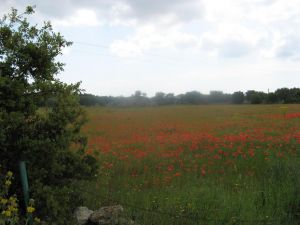 Sant'Eufemia - via Comunale alle spalle del vecchio campo sportivo comunale - Campo di papaveri 