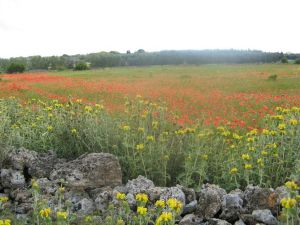 Sant'Eufemia - via Comunale alle spalle del vecchio campo sportivo comunale - Campo di papaveri 