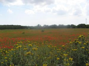 Sant'Eufemia - via Comunale alle spalle del vecchio campo sportivo comunale - Campo di papaveri 