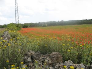 Sant'Eufemia - via Comunale alle spalle del vecchio campo sportivo comunale - Campo di papaveri 