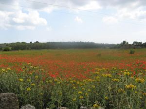 Sant'Eufemia - via Comunale alle spalle del vecchio campo sportivo comunale - Campo di papaveri 