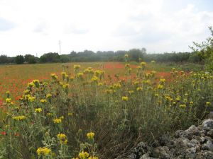 Sant'Eufemia - via Comunale alle spalle del vecchio campo sportivo comunale - Campo di papaveri 