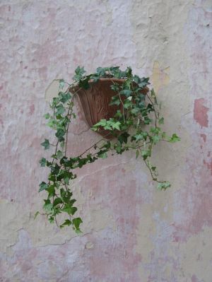 Tricase - uno scorcio di via Tempio abbellito con una pianta