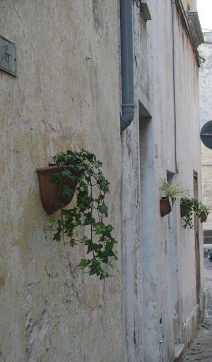Tricase - uno scorcio di via Tempio abbellito con una pianta