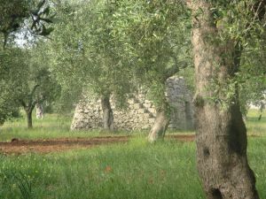 Agro di Sant'Eufemia - Paiara circondata da ulivi