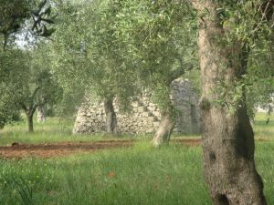 Agro di Sant'Eufemia - Paiara circondata da ulivi