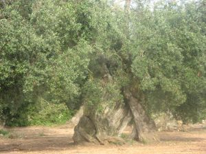 Albero di ulivo