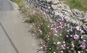 via comunale alla periferia di Lucugnano - Campanelle rosa sotto un muretto di pietre 