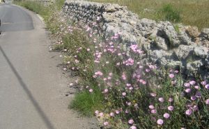 via comunale alla periferia di Lucugnano - Campanelle rosa sotto un muretto di pietre 