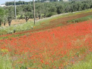 Sant'Eufemia - via comunale Masseria Leo - Campo di papaveri