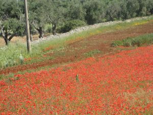 Sant'Eufemia - via comunale Masseria Leo - Campo di papaveri