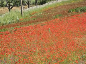 Sant'Eufemia - via comunale Masseria Leo - Campo di papaveri