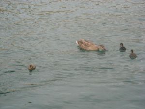 Una femmina di Germano Reale nuota nel porto con la sua nidiata