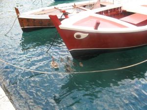 Tricase Porto - Una femmina di Germano Reale nuota tranquillamente nel porto insieme ai suoi anatroccoli