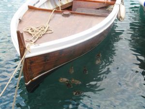 Tricase Porto - 9 anatroccoli nuotano tranquillamente nelle acque del porto