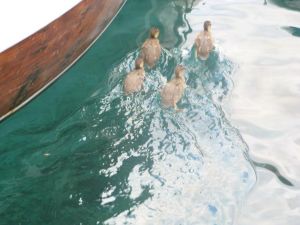 Tricase Porto - 4 anatroccoli nuotano tranquillamente nelle acque del porto
