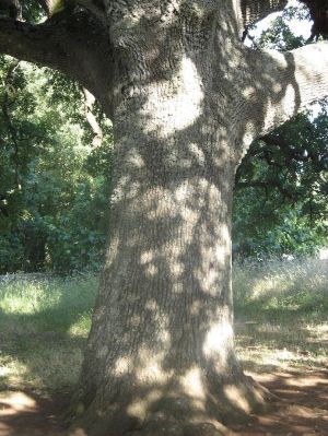 Il tronco della quercia Vallonea (XII secolo)