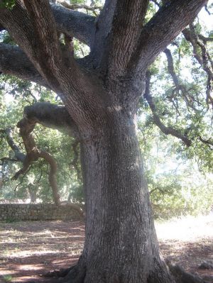 Il tronco della quercia Vallonea (XII secolo)