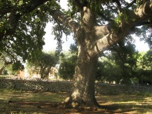 Uno scorcio della quercia Vallonea (XII secolo)