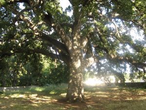 Uno scorcio della quercia Vallonea (XII secolo)