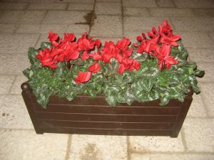 Tricase - via D. Caputo - Vaso con piante di ciclamini