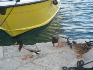 Tricase Porto - 3 anatre passeggiano tranquille nel molo del porto 