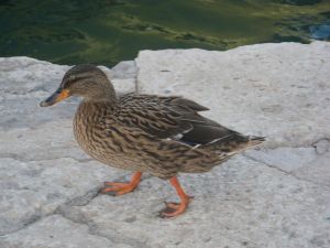 Tricase Porto - Un bellissimo esemplare di germano reale femmina  passeggia tranquilla nel molo del porto porto