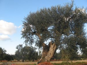 Raccolta delle olive