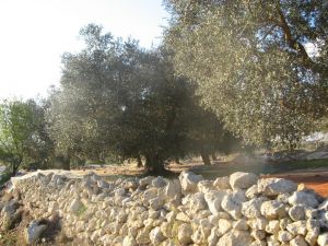 Raccolta delle olive