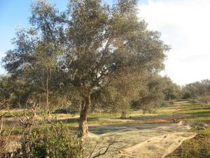 Raccolta delle olive