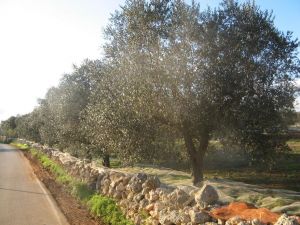 Raccolta delle olive