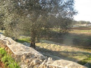 Raccolta delle olive