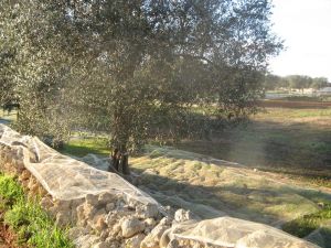 Raccolta delle olive