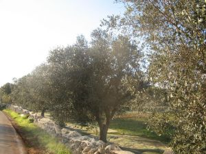 Raccolta delle olive