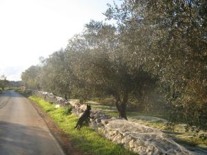 Raccolta delle olive