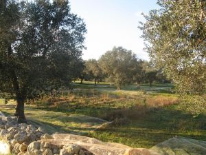 Raccolta delle olive