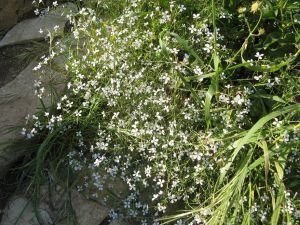 I colori della primavera tricasina