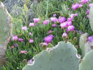 I colori della primavera tricasina