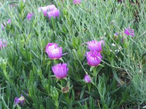 I colori della primavera tricasina