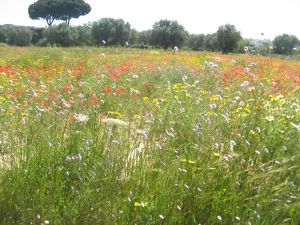 I colori della primavera tricasina