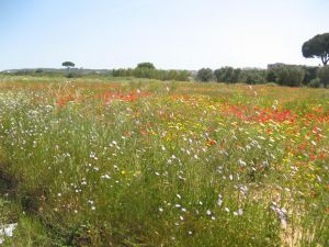 I colori della primavera tricasina