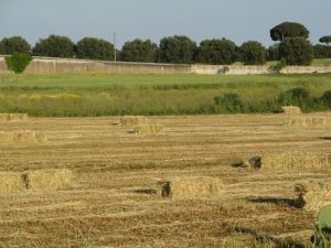 Tricase - via Provinciale per Depressa - Balle di paglia in un campo