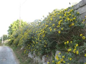 I colori della primavera tricasina