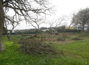 Tricase - Lavori messa in sicurezza del Boschetto delle 

Vallonee 