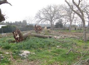 Tricase - Lavori messa in sicurezza del Boschetto delle 

Vallonee 